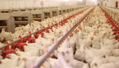 Japão e Brasil acertam redução de embargo à exportação de frango Costa do Marfim | Garra International