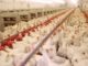Japão e Brasil acertam redução de embargo à exportação de frango | Garra International