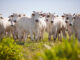 Embarques de carne bovina dos EUA atingem US$ 1 bilhão pela 3ª vez no ano | Garra International