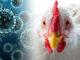 Argentina suspende exportação de aves depois de confirmar casos de gripe aviária | Garra International