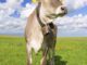 Higher shipments raise prices of fed cattle in Brazil in October | Garra International