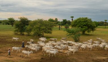 Produção de carne bovina no Brasil deve crescer em 2024, diz USDA Panamá | Garra International