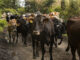 Com forte demanda externa e queda interna, Rabobank prevê abate recorde de bovinos no Brasil | Garra International