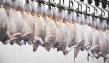 Exportações de carne de frango devem aumentar 2,5% em 2022 Canadá | Garra International