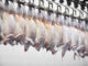 Exportações de carne de frango devem aumentar 2,5% em 2022 | Garra International